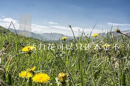 活力花可以只还本金不 活力花可以只还本金不