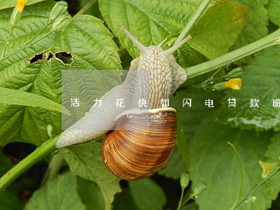 活力花快如闪电贷款逾期 活力花快如闪电贷款逾期