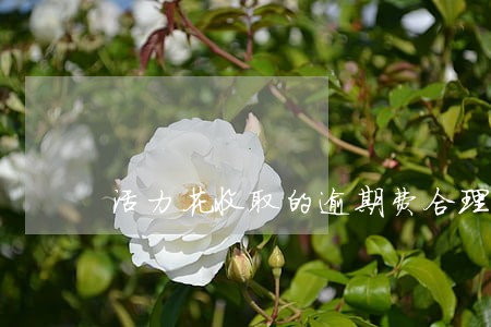 活力花收取的逾期费合理吗 活力花收取的逾期费合理吗