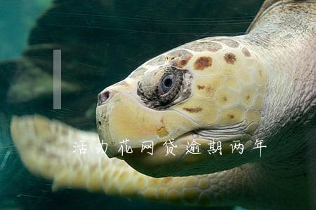 活力花网贷逾期两年 活力花网贷逾期两年