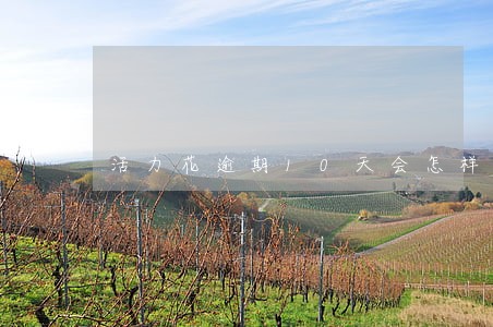 活力花逾期10天会怎样 活力花逾期10天会怎样