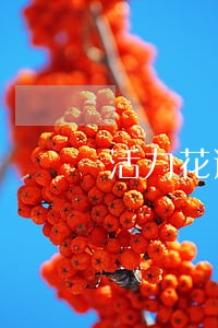 活力花逾期1天都收什么费用 活力花逾期1天都收什么费用