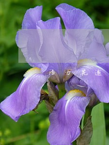 活力花逾期一两天会影响借钱吗 活力花逾期一两天会影响借钱吗