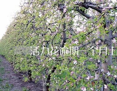 活力花逾期一个月上征信吗 活力花逾期一个月上征信吗