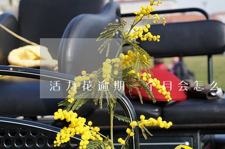 活力花逾期一个月会怎么样 活力花逾期一个月会怎么样