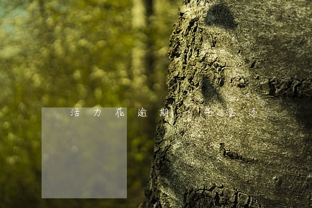 活力花逾期一年没还 活力花逾期一年没还