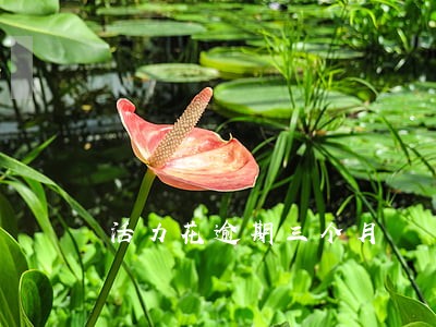活力花逾期三个月 活力花逾期三个月