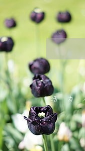 活力花逾期三天还能借不出来吗 活力花逾期三天还能借不出来吗