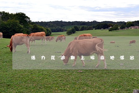 活力花逾期上报当地派出所 活力花逾期上报当地派出所