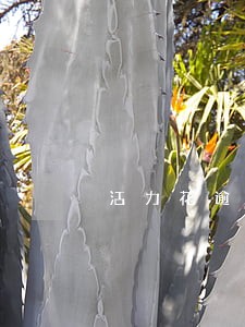 活力花逾期两天还能借嘛