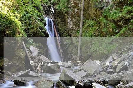 活力花逾期了一天会怎么样 活力花逾期了一天会怎么样