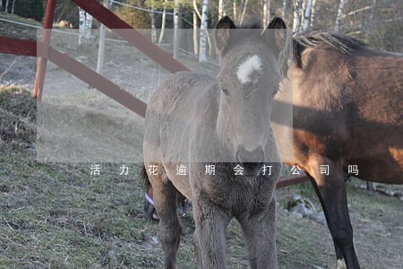 活力花逾期会打公司吗 活力花逾期会打公司吗