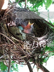 活力花逾期会联系家人么 活力花逾期会联系家人么