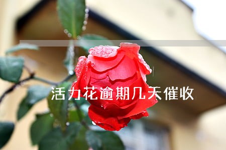 活力花逾期几天催收 活力花逾期几天催收