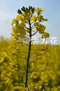 活力花逾期几天打电话 活力花逾期几天打电话