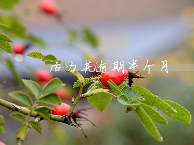 活力花逾期半个月
