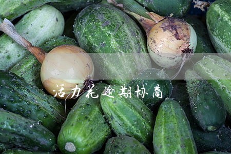 活力花逾期协商 活力花逾期协商