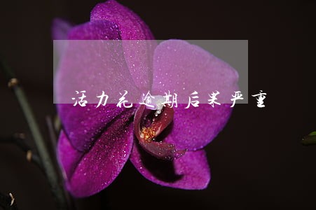 活力花逾期后果严重 活力花逾期后果严重