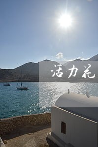 活力花逾期后果是什么 活力花逾期后果是什么