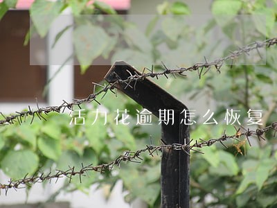 活力花逾期怎么恢复 活力花逾期怎么恢复