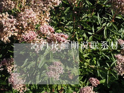 活力花逾期说联系村委会 活力花逾期说联系村委会