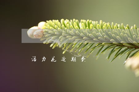 活力花逾期费 活力花逾期费