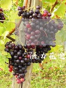 活力花逾期过两天还能再借吗 活力花逾期过两天还能再借吗