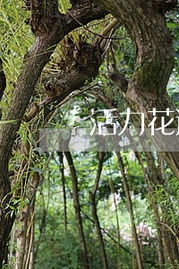 活力花逾期还款后多久能恢复