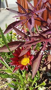 活力花额度逾期过 活力花额度逾期过