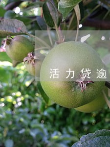 活力贷逾期滞纳金 活力贷逾期滞纳金