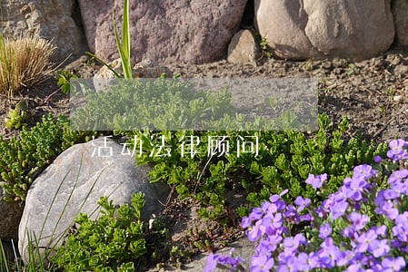 活动法律顾问 活动法律顾问