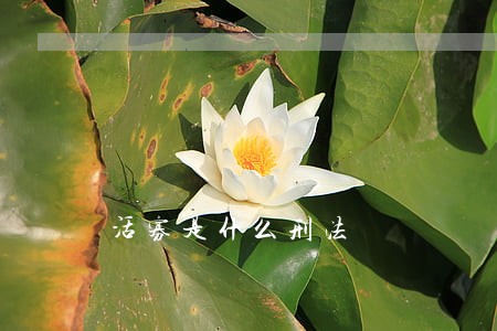 活寡是什么刑法 活寡是什么刑法