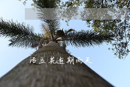 活立花逾期两天 活立花逾期两天