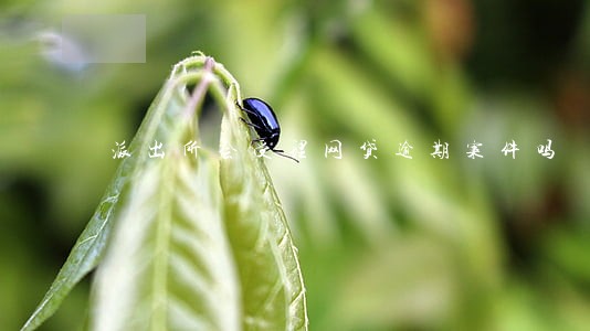 派出所会受理网贷逾期案件吗 派出所会受理网贷逾期案件吗