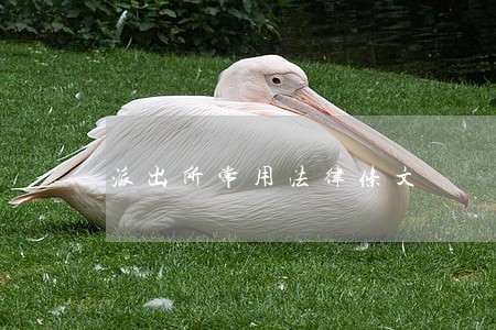 派出所常用法律条文