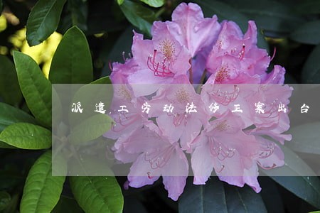 派遣工劳动法修正案出台了吗 派遣工劳动法修正案出台了吗