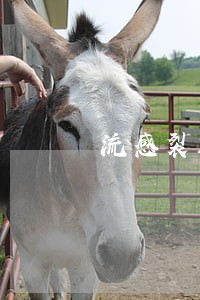 流感裂解疫苗第二针逾期三个月 流感裂解疫苗第二针逾期三个月