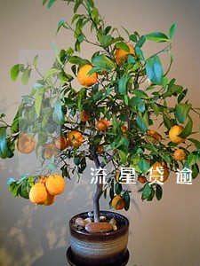 流星贷逾期过一次还能下款吗 流星贷逾期过一次还能下款吗