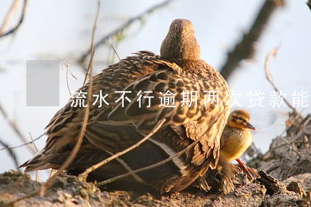 流水不行逾期两次贷款能下来吗 流水不行逾期两次贷款能下来吗