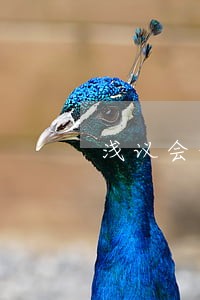 浅议会计工作的法律责任 浅议会计工作的法律责任