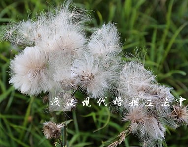 浅谈现代婚姻立法中的纲常残影 浅谈现代婚姻立法中的纲常残影