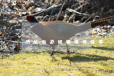 济北街道婚姻律师收费 济北街道婚姻律师收费