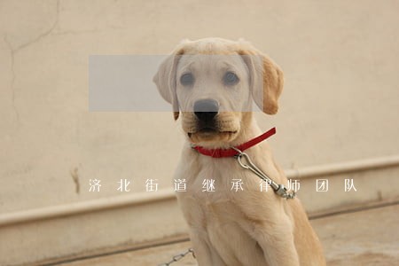 济北街道继承律师团队 济北街道继承律师团队