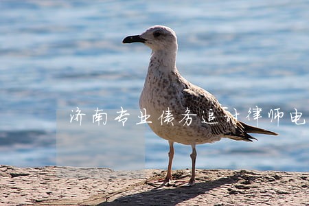 济南专业债务追讨律师电话 济南专业债务追讨律师电话