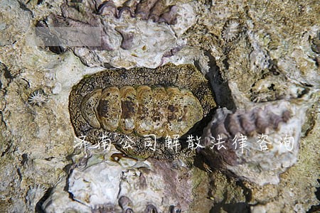 济南公司解散法律咨询 济南公司解散法律咨询