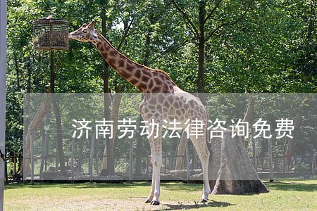 济南劳动法律咨询免费 济南劳动法律咨询免费