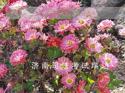 济南司法考试瑞达 济南司法考试瑞达