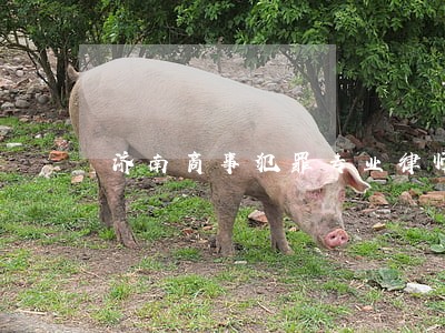 济南商事犯罪专业律师 济南商事犯罪专业律师