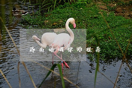 济南婚姻律师推荐 济南婚姻律师推荐
