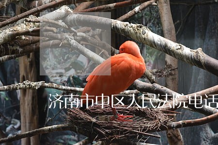 济南市中区人民法院电话号码 济南市中区人民法院电话号码